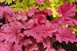 Berry Smoothie Coral Bells