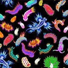 Coral Waters Seaslugs