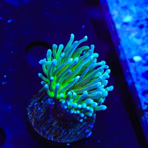 Electric Torch Coral