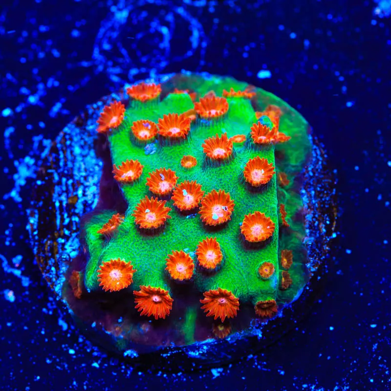 Jingle Bells Cyphastrea Coral