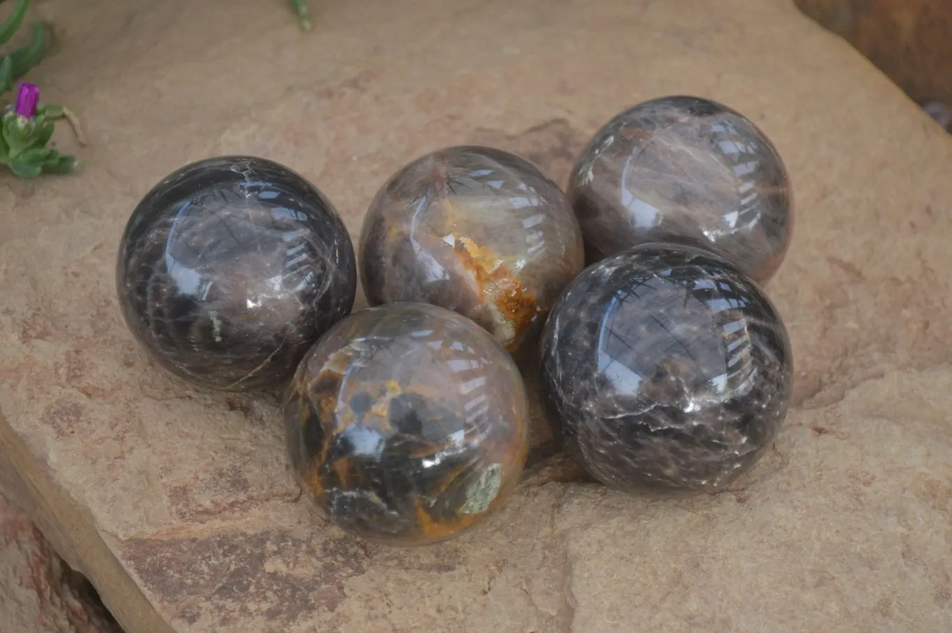 Polished  Chatoyant Black Moonstone Spheres  x 6 From Madagascar