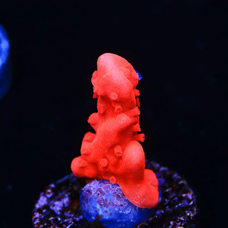 Red Setosa Montipora Coral