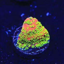 Sunset Montipora Coral - BYR