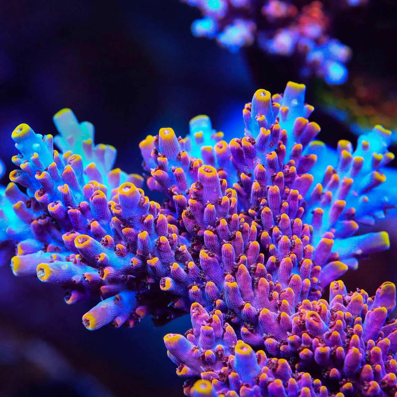 TSA Nightshade Acropora Coral