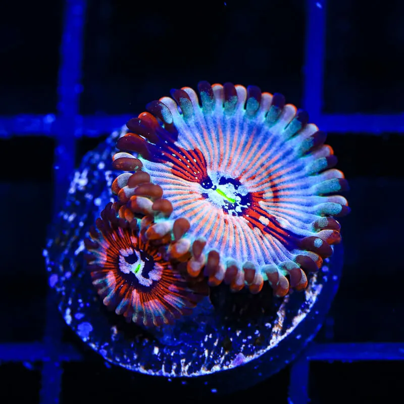 White Zombies Zoanthids Coral