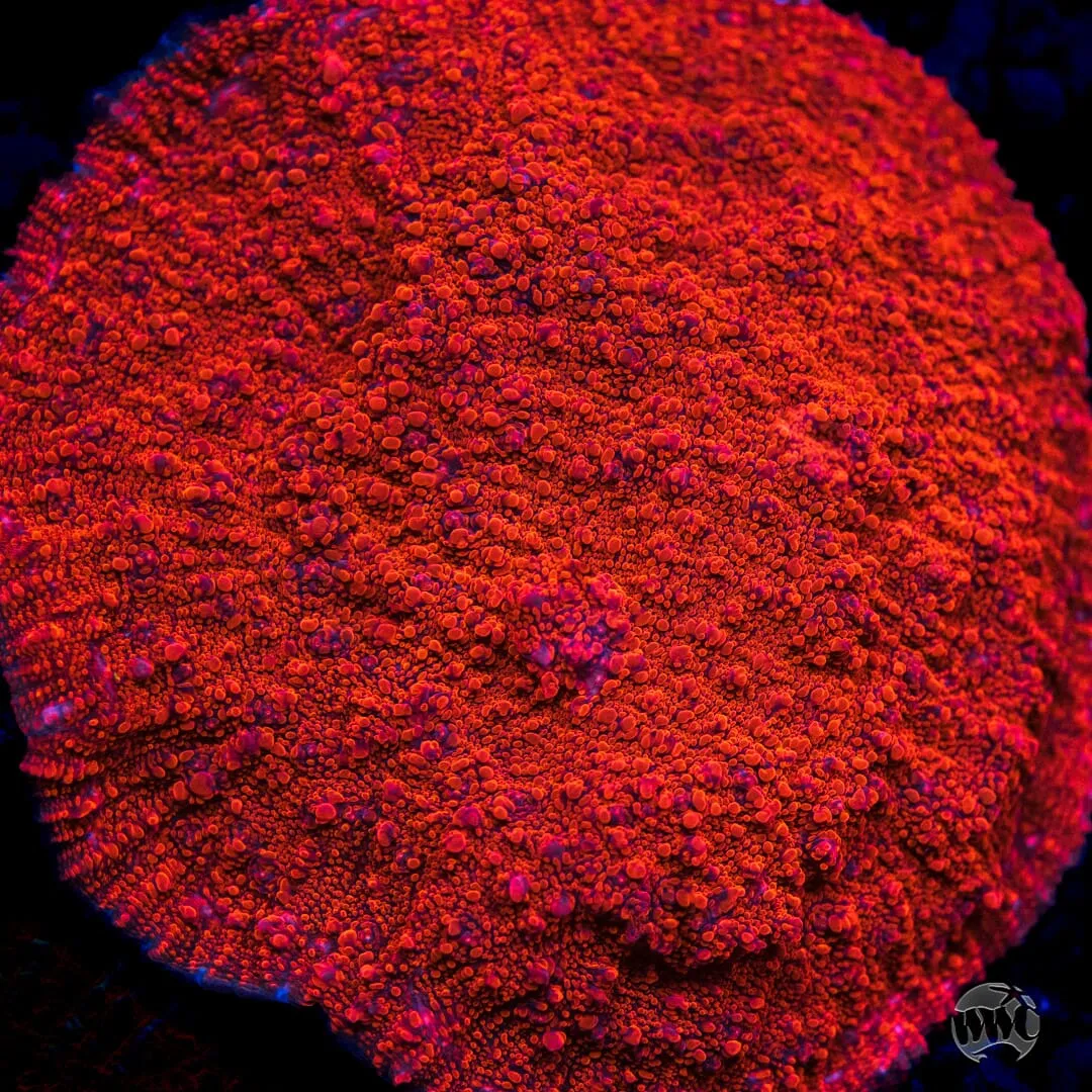 WWC Darth Maul Chalice Coral